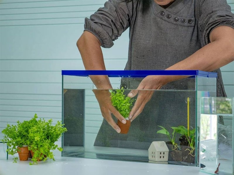 How to Set Up an Aquarium - How To Set Up An Aquarium