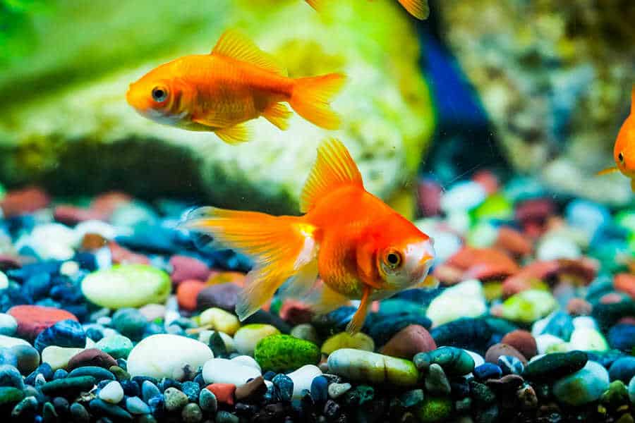 Quick Answer Do Goldfish Have Tongues Native Fish