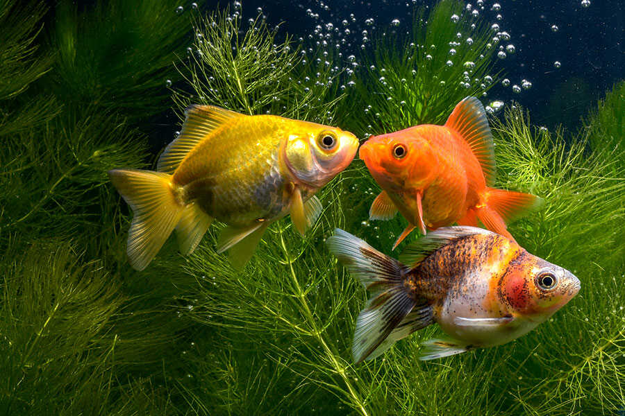 Big goldfish outlet aquarium