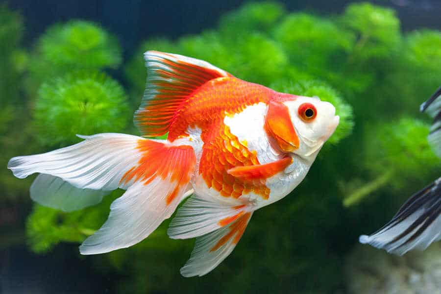 temperature for goldfish aquarium