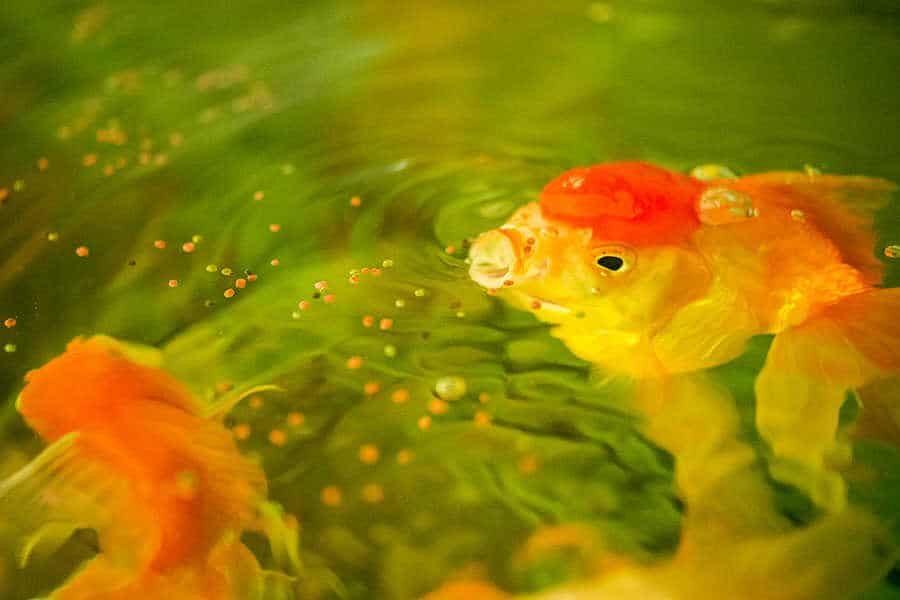 readers-ask-what-do-goldfish-eat-native-fish