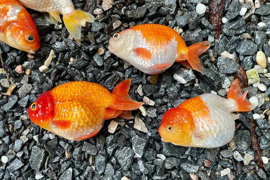 You asked Why Do Goldfish Die? Native Fish